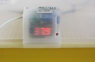 Inkubator 80 JAJ wylęgarka klujnik ZEWNĘTRZNE dolewanie wody IO-1PTEE
