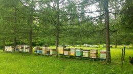 Warsztaty pszczelarskie "Pszczele życie"
