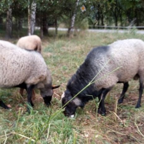 Owce Romanowskie