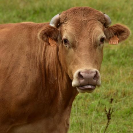 Krowy rasy Limousine