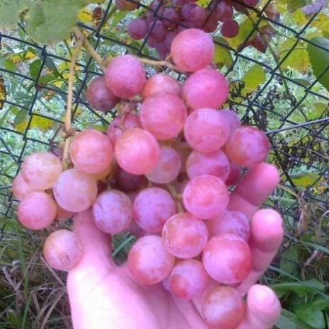 Sadzonki winorośli - winogrona, winnica 