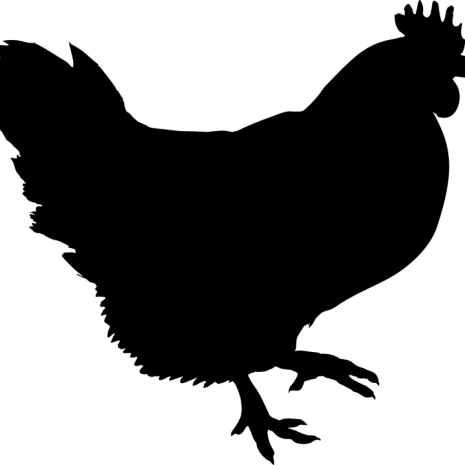 Tuszka kurczaka brojler