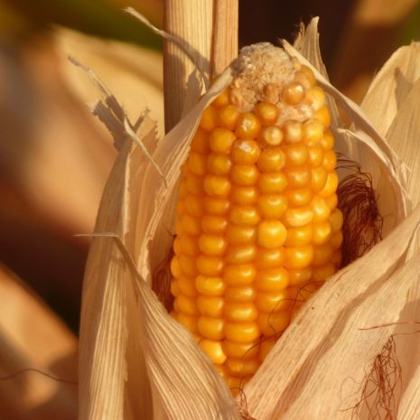 Suszenie ziarna kukurydzy