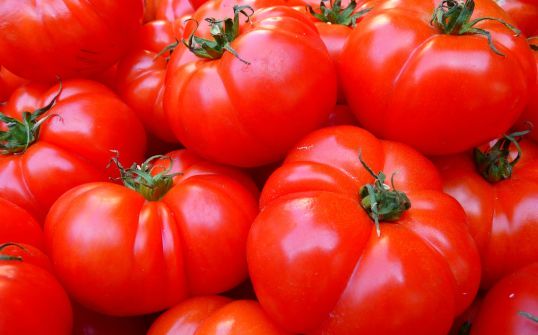 Rozsada pomidorów