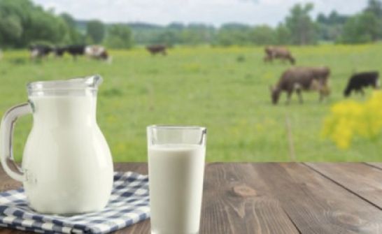 mleko prosto od krowy w szklanej butelce
