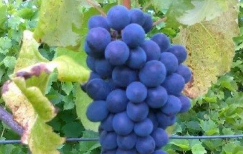 Sadzonki winorośli - winogrona, winnica 