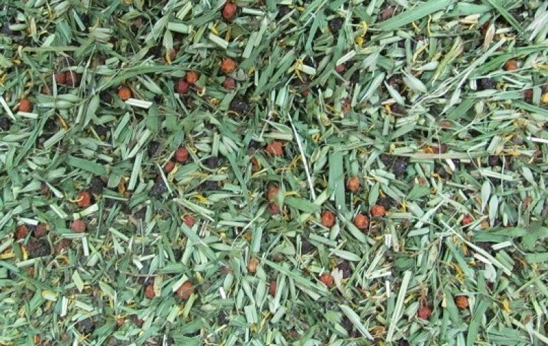 Herbatka / herbata z zielem owsa [50g]